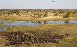Vue aérienne de réserve de Moremi Game au Botswana.