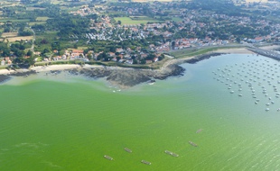 Eau colorée verte due à la prolifération de la microalgue Lepidodinium chlorophorum en Loire-Atlantique