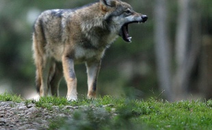 Photo d'un loup prise le 17 octobre 2006 à Saint-Martin-Vésubie