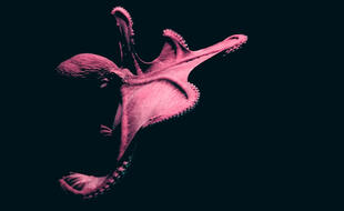 Un poulpe à l'océanarium de Lisbonne au Portugal