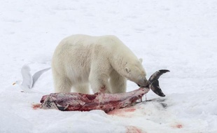 Un ours polaire dévore un dauphin à nez blanc dans le fjord Raudfjorden, dans l'archipel norvégien du Svalbard (Spitzberg), le 2 juillet 2014