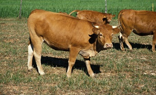 Un troupeau de vaches de race Limousine.