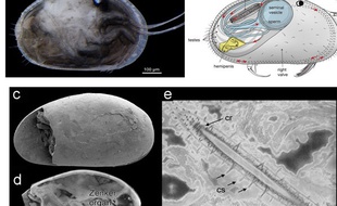 Des spermatozoïdes de crustacés vieux de 17 millions d'années ont été retrouvés en Australie.