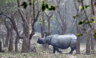 Des braconniers ont tué 13 rhinocéros à une corne depuis le début de l'année dans le nord-ouest de l'Inde, faisant craindre une recrudescence de la chasse illégale de cette espèce menacée, ont annoncé des responsables de la protection de la faune sauvage.