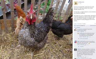 Un appel à témoins a été lancé sur Facebook, ce 8 septembre 2015, pour tenter de retrouver six poules volées à La Recyclerie (18e).
