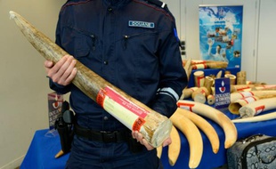 La douane a notamment saisi 212 kg d'ivoire dans une entreprise de la région parisienne