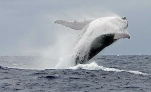 Une baleine à bosse.