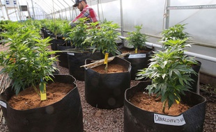 Des plants de cannabis à usage médical.