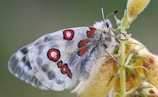 Un papillon Apollon (illustration).