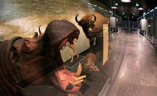 Ouvert en 1865, le Muséum d'histoire naturelle a été repensé et rénové de fond en comble.