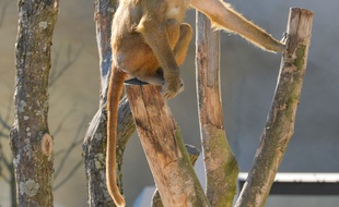 Babouin du zoo de Vincennes en 2014