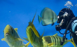 Un plongeur dans un aquarium (illustration).
