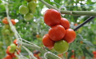 Illustration d'une culture de tomates sous serre.