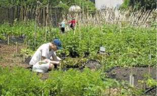 Une ferme urbaine bio à Manhattan en juin 2011.