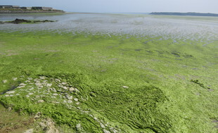 La plage de Hillion, ici envahie par les algues vertes en 2019.