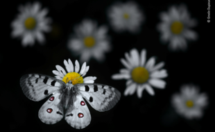 À la tombée de la nuit, un papillon Apollon (Parnassius appolo) se pose sur une marguerite sous l'objectif du jeune Ardéchois Emelin Dupieux, qui avec ce cliché, se hisse parmi les 100 photos lauréates du Wildlife photography of the year.