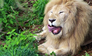 Un lion et un bébé ont eu le coup de foudre dans un zoo d'Atlanta