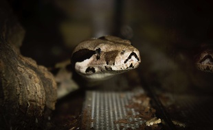 Un boa constrictor imperator (illustration)