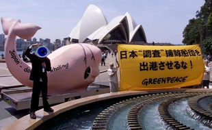 Des militants de Greenpeace contre la chasse àla baleine le 5 novembre 2001 à Sydney