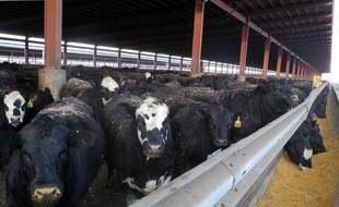 La sécheresse qui a grillé les pâtures et fait bondir les prix des céréales l'été dernier aux Etats-Unis a accentué le déclin du cheptel bovin, qui est à son plus bas en 61 ans au pays des ranchs et de l'élevage intensif.
