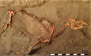 Le cheval a été retrouvé avec des morceaux de fer provenant d'une bride.