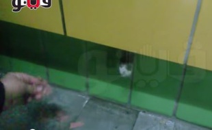Un chat emmuré dans une station de métro du Caire passe la patte par un trou.