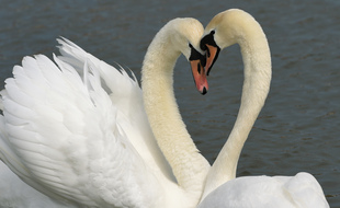Un couple de cygnes (illustration).