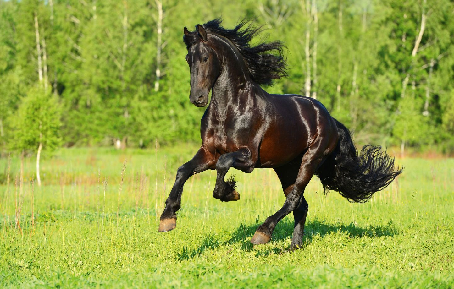 Les trois plus belles races de chevaux