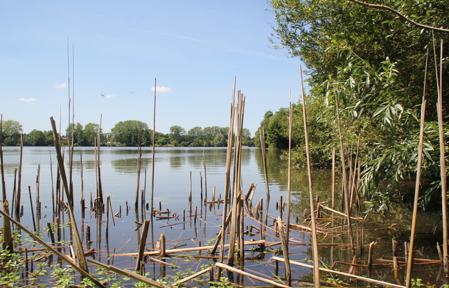 Melun : Opération de sauvetage des poissons après l'assèchement soudain d'un étang