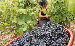 Vendanges à Odenas (Rhône-Alpes), le 1er octobre 2013.