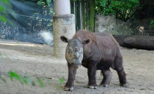 Photo du 23 juillet 2013 fournie par Michelle Curley du zoo de Cincinnati, aux Etats-Unis, montrant Harapan, un rhinocéros de Sumatra arrivé le 2 novembre 2015 en Indonésie à des fins de reproduction