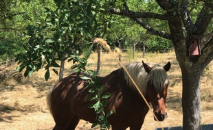 Le cheval Sésame, à Orschwihr, dans le Haut-Rhin, fait l'objet d'un conflit de voisinage.