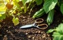 Adoptez ce geste simple en été pour booster la production de courgettes et récolter jusqu’à l’automne