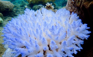 La Grande Barrière de Corail subit une «hécatombe» selon les scientifiques.