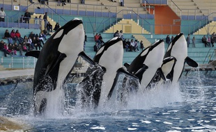 Des orques au Marineland d'Antibes