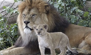 A Barbary lion cub, stands next to its father 'Schroeder' at the zoo in Neuwied, Germany, Monday, June 26, 2017.