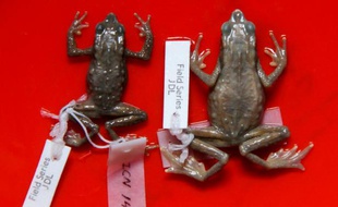 C'est une grenouille baptisée Atelopus Farci pour son don du camouflage dans les régions de Colombie où se trouvaient aussi les combattants des Farc
