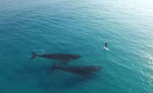 Un homme pratique le paddle autour de deux baleines bleues en Australie.