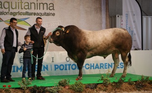 Le taureau Incognito de Richard Beziat sera au salon de l'agriculture à Paris cette année