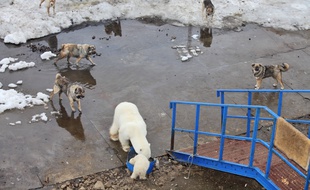 Un ours polaire et son petit, entouré de chiens, s'approchent d'une poubelle remplie de déchets alimentaires, dans l'archipel Franz Josef en Russie, en décembre 2016.