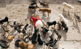 Le jeune Chinois a dépensé toute sa fortune pour sauver de la mort des centaines de chiens errants.