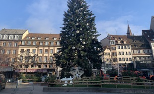 Le grand sapin de la place Kléber, qui culminait à 30 mètres de haut cette année.