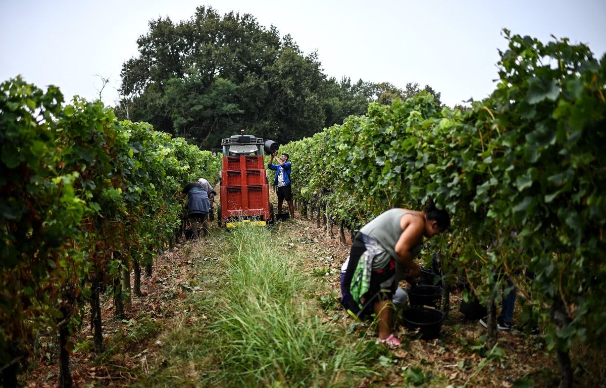Vendanges 2025 : Un millésime « précoce », certes, mais surtout « très prometteur » malgré la canicule en août