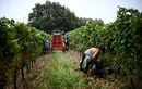 Les vendanges ont « une semaine d’avance dans quasiment tous les vignobles »