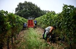 Les vendanges ont « une semaine d’avance dans quasiment tous les vignobles »