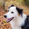 Un chien de berger sauve une petite fille perdue dans le bush australien