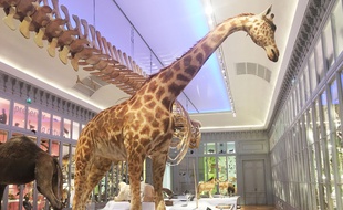 Le Muséum de Bordeaux rouvrira le 31 mars, avec plusieurs nouveaux spécimens.