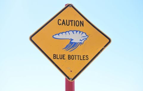 Un animal urticant de plusieurs mètres provoque des fermetures de plages  en France