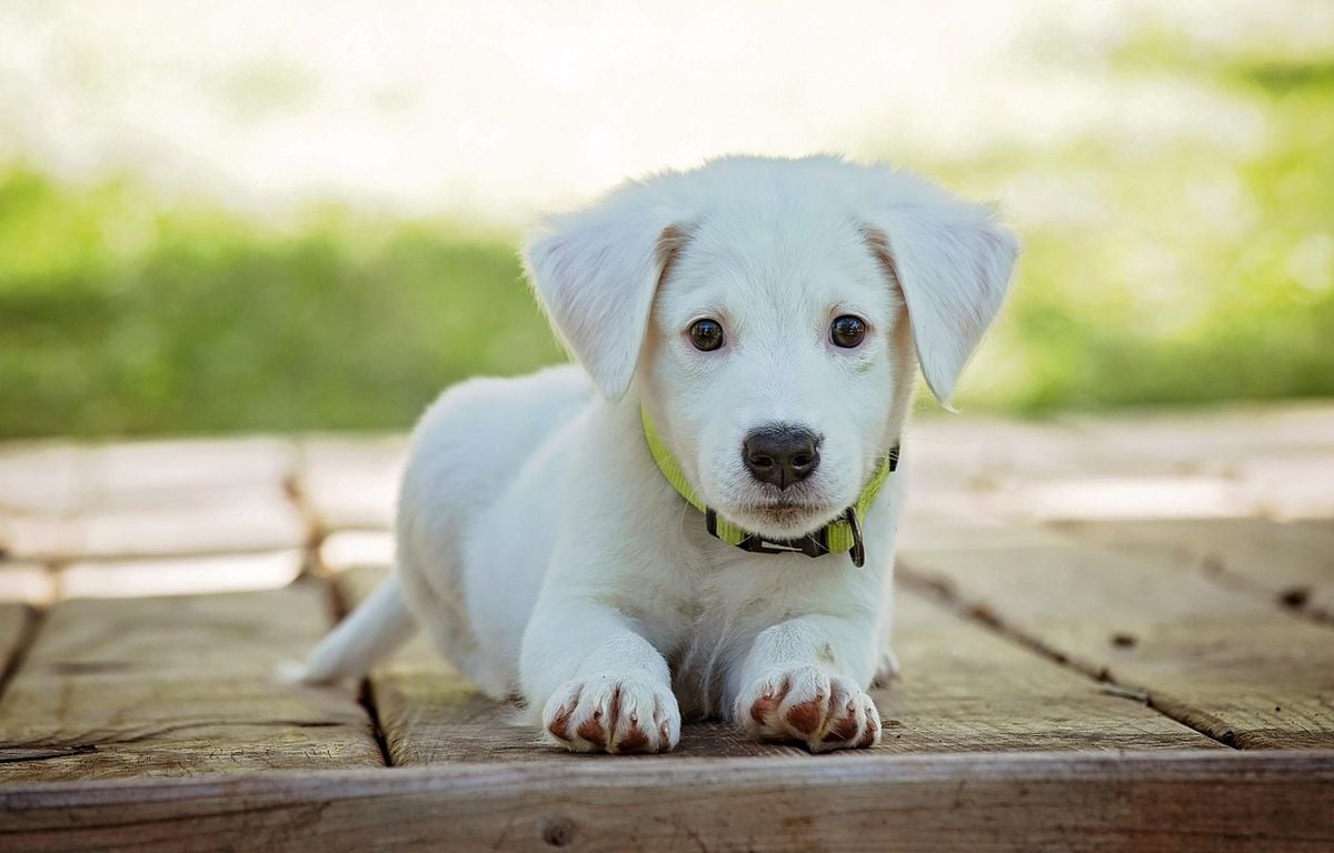Puy-de-Dôme : Une épidémie de parvovirose, une maladie potentiellement mortelle chez les chiens, détectée