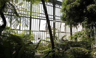 Près d'une plante sauvage sur trois est menacée de disparition en Ile-de-France, essentiellement du fait de la destruction des habitats naturels de la flore régionale, indique la première liste rouge établie par le Muséum national d'Histoire naturelle.